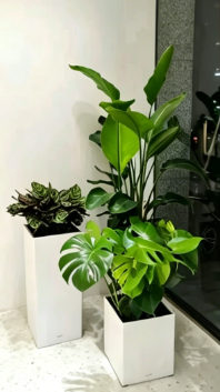 关于江北花卉租赁方案案例的干货总结，建议收藏